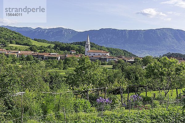 Blick auf das Weindorf  Goce  Slowenien  Europa