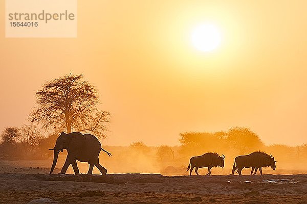Afrikanischer Elefant (Loxodonta africana) und Streifengnus (Connochaetes taurinus) im Gegenlicht bei Sonnenuntergang an einer Wasserstelle  Nxai Pan National Park  Ngamiland  Botswana  Afrika