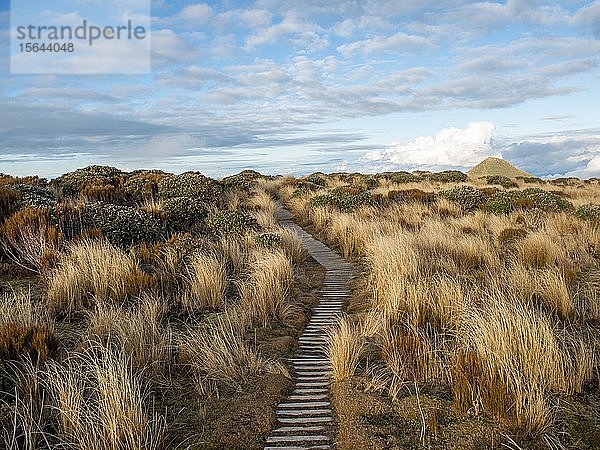 Wanderweg durch Graslandschaft  Pouakai Circuit  Egmont National Park  Taranaki  Nordinsel  Neuseeland  Ozeanien