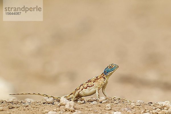 Boden-Agama (Agama aculeata)  Weibchen  Kalahari-Wüste  Kgalagadi Transfrontier Park  Südafrika  Afrika