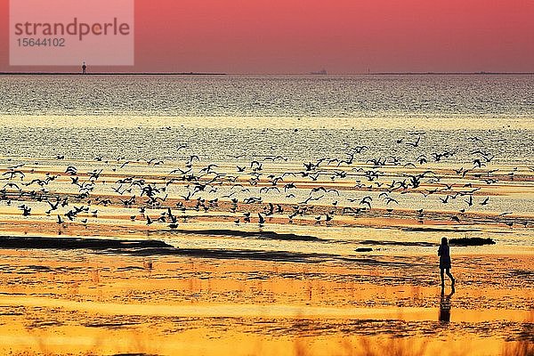 Orange-roter Sonnenuntergang über der Nordsee  Spaziergänger und Möwen  Silhouetten am Strand  Duhnen  Cuxhaven  Niedersachsen  Deutschland  Europa