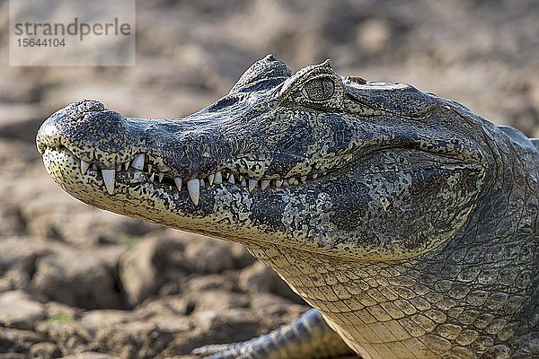 Brillenkaiman (Caiman crocodilus yacare)  Tierporträt  Pantanal  Mato Grosso  Brasilien  Südamerika