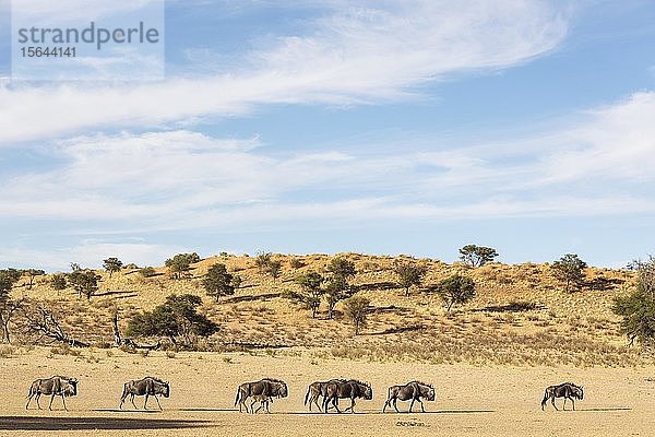 Streifengnus (Connochaetes taurinus)  Herde im trockenen Nossob-Flussbett  hinter einer typischen Kalahari-Düne  Kalahari-Wüste  Kgalagadi Transfrontier Park  Südafrika  Afrika