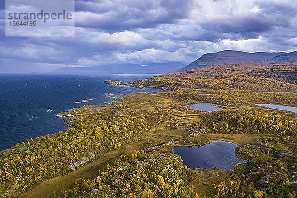Herbstliches Fjell  Torneträsk-See  Björkliden  Norrbotten  Lappland  Schweden  Europa