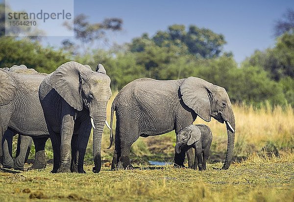 Afrikanische Elefanten (Loxodonta africana)  Herde mit Jungtier an einer Wasserstelle  Moremi Wildlife Reserve  Ngamiland  Botswana  Afrika