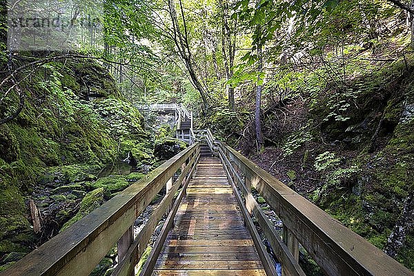 Wanderweg  hölzerner Steg führt durch eine Schlucht  Fundy National Park  bei Alma  New Brunswick  Kanada  Nordamerika