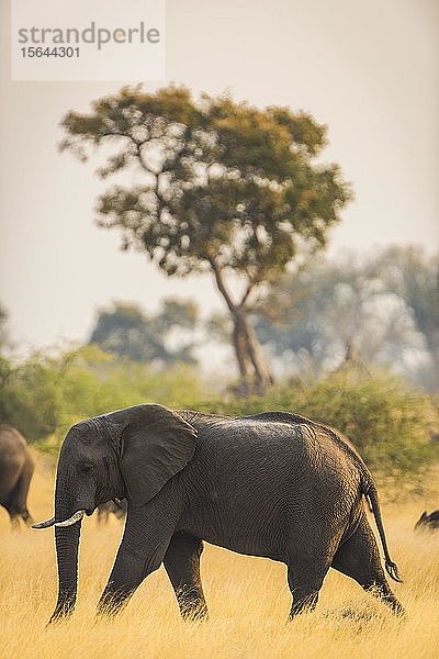 Afrikanischer Elefant (Loxodonta africana)  läuft in der Grassavanne  Moremi Wildlife Reserve  Ngamiland  Botswana  Afrika