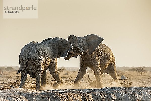 Afrikanische Elefanten (Loxodonta africana) im Kampf an einer Wasserstelle  Nxai Pan National Park  Ngamiland  Botswana  Afrika
