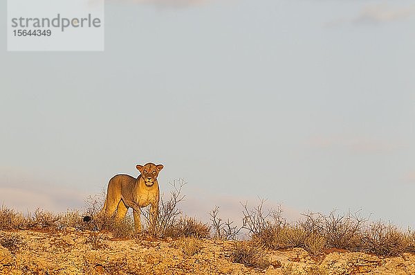 Löwin (Panthera leo)  weiblich  beobachtet ihre Umgebung von einem felsigen Grat aus  Kalahari-Wüste  Kgalagadi Transfrontier Park  Südafrika  Afrika