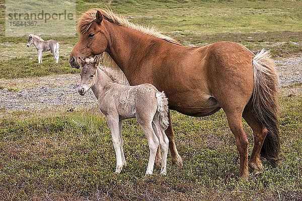 Islandpferde (Equus islandicus)  Stute und Hengstfohlen auf einer Koppel stehend  Island  Europa