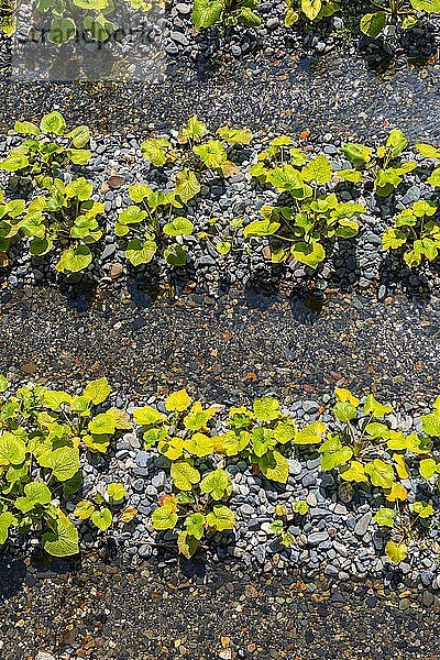 Reihen von Wasabi-Pflanzen im Wasser  Wasabi-Anbau  Daio Wasabi Farm  Nagano  Japan  Asien