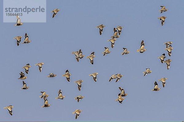 Burchell-Sandflughühner (Pterocles burchelli)  Vogelschwarm im Flug  Nxai Pan National Park  Ngamiland  Botswana  Afrika