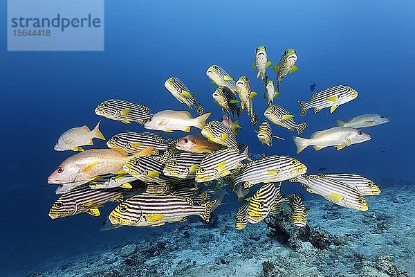 Schwarm von Orientalischen Süßlippen (Plectorhinchus vittatus) mit Ehrenbergs Schnapper (Lutjanus monostigma)  Great Barrier Reef  Unesco-Welterbe  Pazifik  Australien  Ozeanien