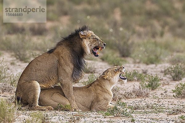 Schwarzmähnenlöwen (Panthera leo vernayi)  ziemlich altes Tierpaar bei der Paarung  Kalahari-Wüste  Kgalagadi Transfrontier Park  Südafrika  Afrika