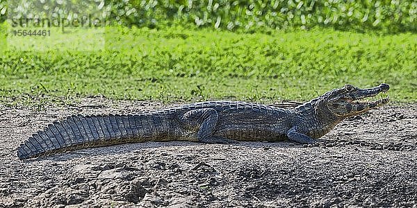 Brillenkaiman (Caiman crocodilus yacare) am Ufer  Pantanal  Mato Grosso  Brasilien  Südamerika