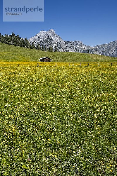 Walder-Alm  dahinter Karwendelgebirge  Gnadenwald  Tirol  Österreich  Europa