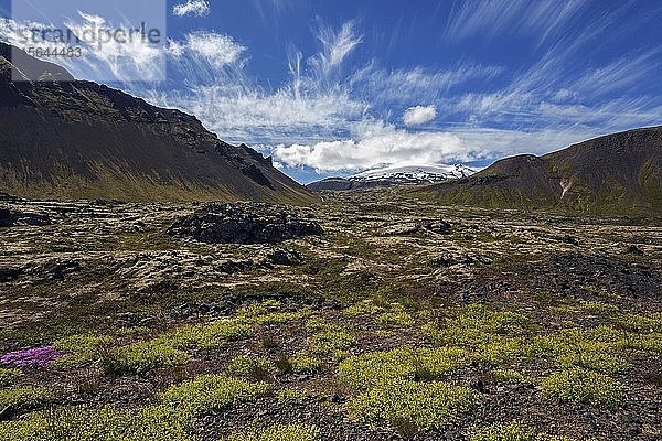 Mit Pflanzen bewachsene Vulkanlandschaft  im Hintergrund der Gletscher Snæfellsjökull  bei Arnarstapi  Halbinsel Snæfellsness  Island  Europa
