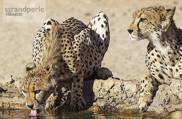 Geparden (Acinonyx jubatus)  zwei Weibchen trinken an einer Wasserstelle  Kalahari-Wüste  Kgalagadi Transfrontier Park  Südafrika  Afrika