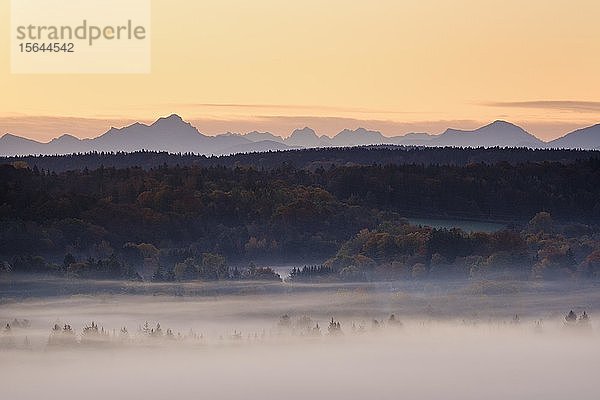 Nebel in der Pupplinger Au in der Morgendämmerung  Naturpark Isarauen  bei Icking  am hinteren Alpenkamm mit Wendelstein  Oberbayern  Bayern  Deutschland  Europa