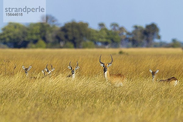 Rote Lechwes (Kobus leche leche)  Herde im hohen Gras  Okavango-Delta  Botswana  Afrika