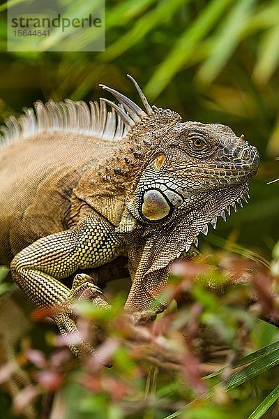 Grüner Leguan (Iguana iguana)  erwachsen  Tierportrait  Regenwald  Costa Rica  Mittelamerika