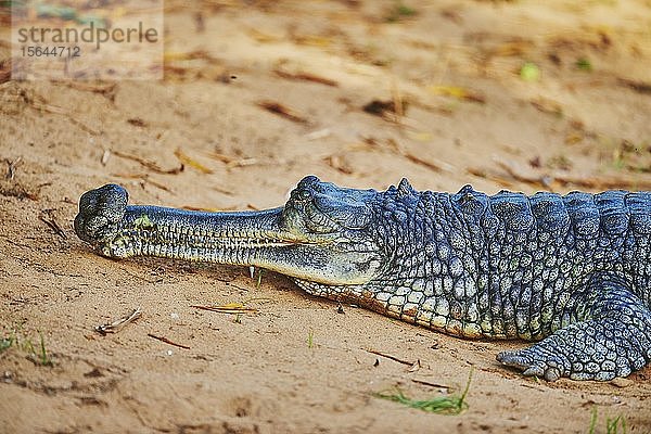 Gharial (Gavialis gangeticus)  Tierporträt  in Gefangenschaft  Hawaii  USA  Nordamerika