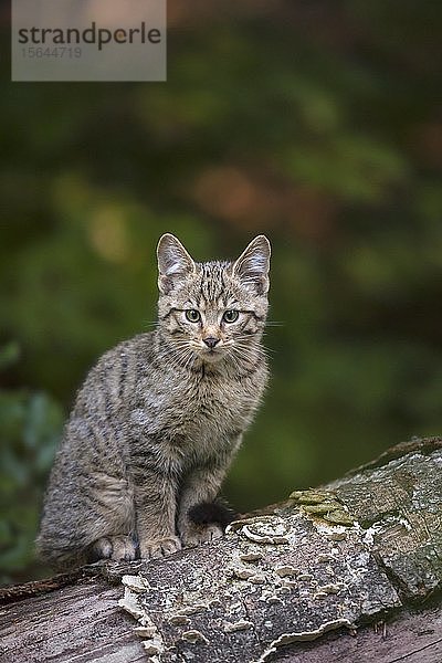 Europäische Wildkatze (Felis silvestris)  Jungtier auf Baumstamm sitzend  Nationalpark Bayerischer Wald  Bayern  Deutschland  Europa