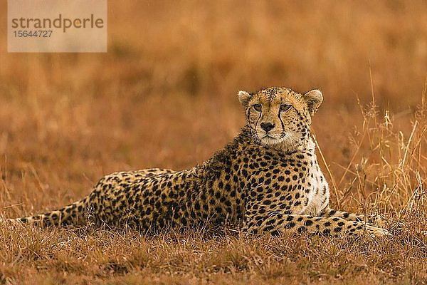 Gepard (Acinonyx jubatus)  im Gras liegend  Masai Mara National Reserve  Kenia  Afrika