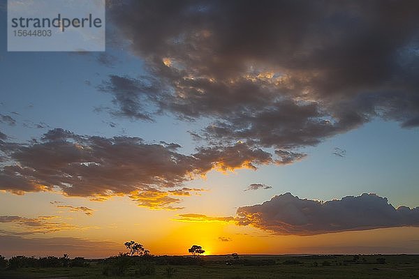 Sonnenuntergang  Masai Mara National Reserve  Kenia  Afrika