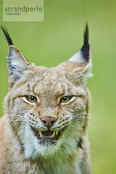 Eurasischer Luchs (Lynx lynx)  Tierportrait  in Gefangenschaft  Bayern  Deutschland  Europa