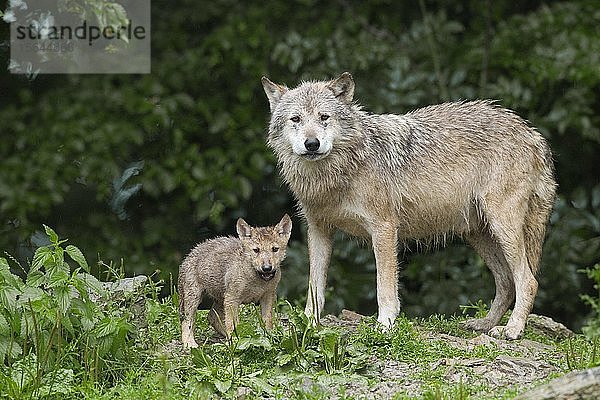 Algonquin-Wölfe (Canis lupus lycaon)  erwachsen mit Welpe im Regen  in Gefangenschaft  Deutschland  Europa