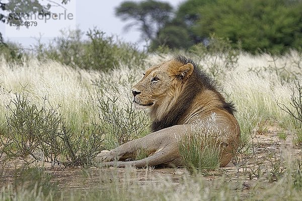 Schwarzmähnenlöwe (Panthera leo vernayi)  männlich  im Gras liegend  Kgalagadi Transfrontier Park  Nordkap  Südafrika  Afrika