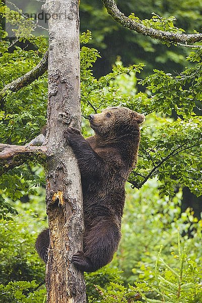 Europäischer Braunbär (Ursus arctos) klettert auf einen Baum  Nationalpark Bayerischer Wald  Bayern  Deutschland  Europa