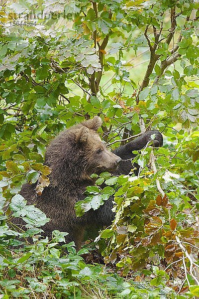 Europäischer Braunbär (Ursus arctos)  Jungtier im Gebüsch  Nationalpark Bayerischer Wald  Bayern  Deutschland  Europa