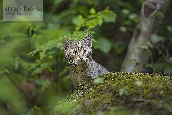 Europäische Wildkatze (Felis silvestris)  Jungtier sitzend im Wald  Nationalpark Bayerischer Wald  Bayern  Deutschland  Europa