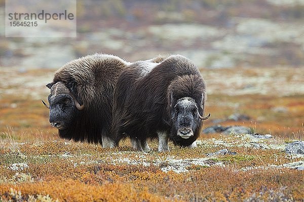 Zwei Moschusochsen (Ovibos moschatus) in der herbstlichen Tundra  Dovrefjell Sunndalsfjella National Park  Norwegen  Europa