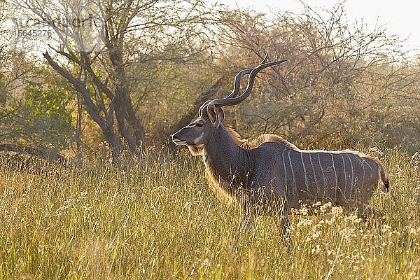 Großer Kudu (Tragelaphus strepsiceros) im hohen Gras stehend  Okavango-Delta  Botsuana  Afrika