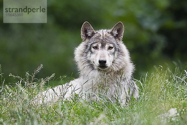 Algonquin-Wolf (Canis lupus lycaon)  im Gras liegend  in Gefangenschaft  Deutschland  Europa