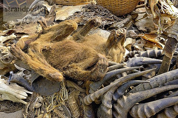 Verkauf von toten Tieren und Tierhörnern  Fetischmarkt  Togo  Afrika