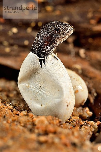 Australische Wasseragame (Intellagama lesueurii)  Schlüpfen aus dem Ei  in Gefangenschaft  Australien  Ozeanien