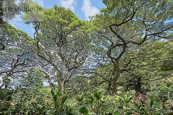Tropische Flora des Waimea Botanical Garden  Waimea Valley  Hawaii-Insel Oahu  O'ahu  Hawaii  Aloha State  USA  Nordamerika