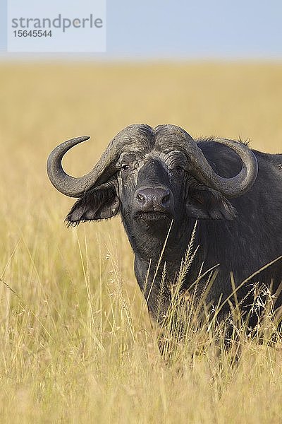 Afrikanischer Büffel (Syncerus caffer)  stehend im hohen Gras  Masai Mara National Reserve  Kenia  Afrika