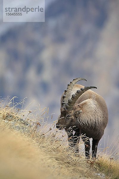 Steinbock (Capra ibex)  Gran Paradiso National Park  Italien  Europa