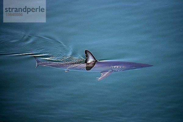 Kurzflossen-Makohai (Isurus oxyrinchus) schwimmt unter der Wasseroberfläche  Baja California  Mexiko  Mittelamerika