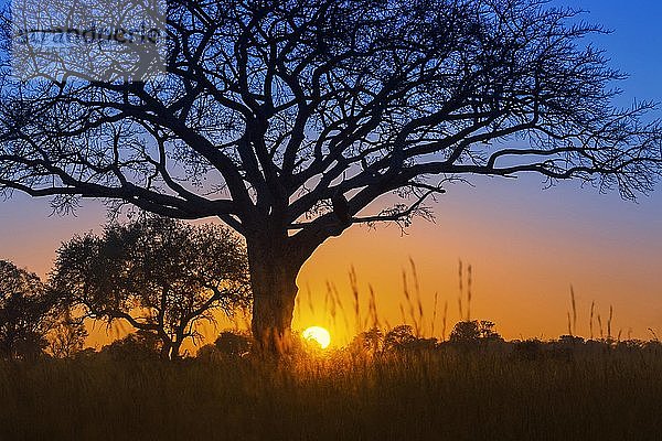 Silhouette einer Schirmdorn-Akazie (Acacia tortilis) bei Sonnenaufgang  Okavango-Delta  Botswana  Afrika