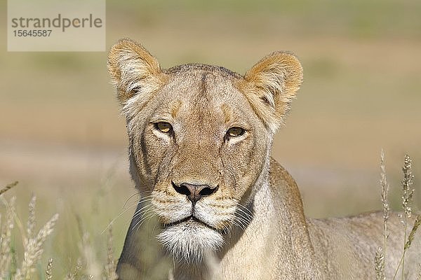 Löwin (Panthera leo)  erwachsenes Weibchen  Tierporträt  Kgalagadi Transfrontier Park  Nordkap  Südafrika  Afrika