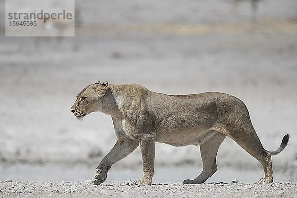 Löwin (Panthera leo)  spazierend  Etosha-Nationalpark  Namibia  Afrika