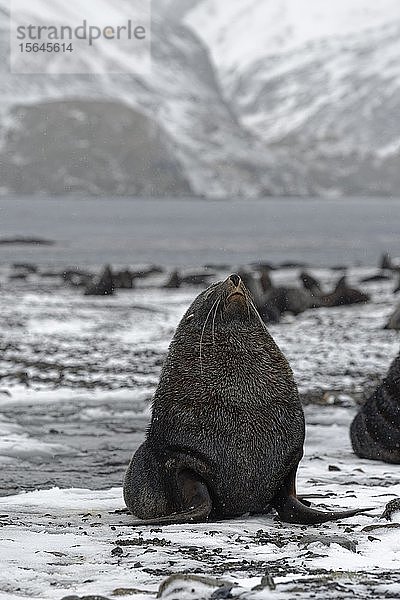 Kolonie von Antarktischen Seebären (Arctocephalus gazella) bei Schneefall an einem schneebedeckten Strand  Südgeorgien  Südgeorgien und die Südlichen Sandwichinseln  Antarktis