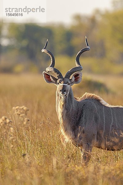 Großer Kudu (Tragelaphus strepsiceros) im hohen Gras stehend  Okavango-Delta  Botsuana  Afrika