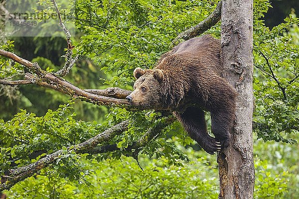 Europäischer Braunbär (Ursus arctos) hängt in einem Baum  Nationalpark Bayerischer Wald  Bayern  Deutschland  Europa